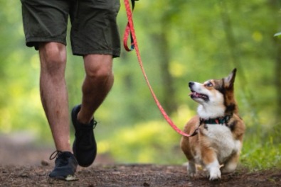 Ria's Sanctuary, BACH Flower remedies