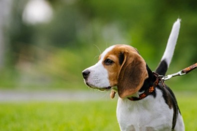 Ria's Sanctuary, talking therapy