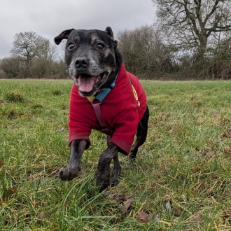 the nose knows, gallery image 1