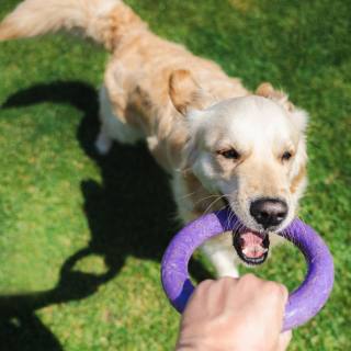 Playing tug with your dog