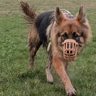 Muzzle training: The benefits