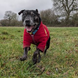 Green-Lipped Mussels