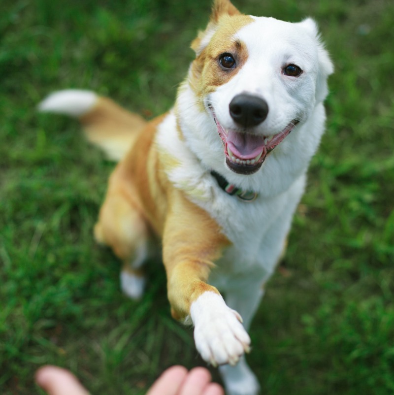 Cotswolds, sanctuary