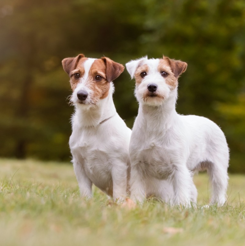 rewards based centred approach