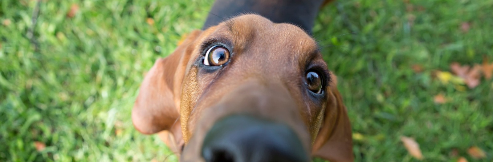 Why Use The Nose Knows?