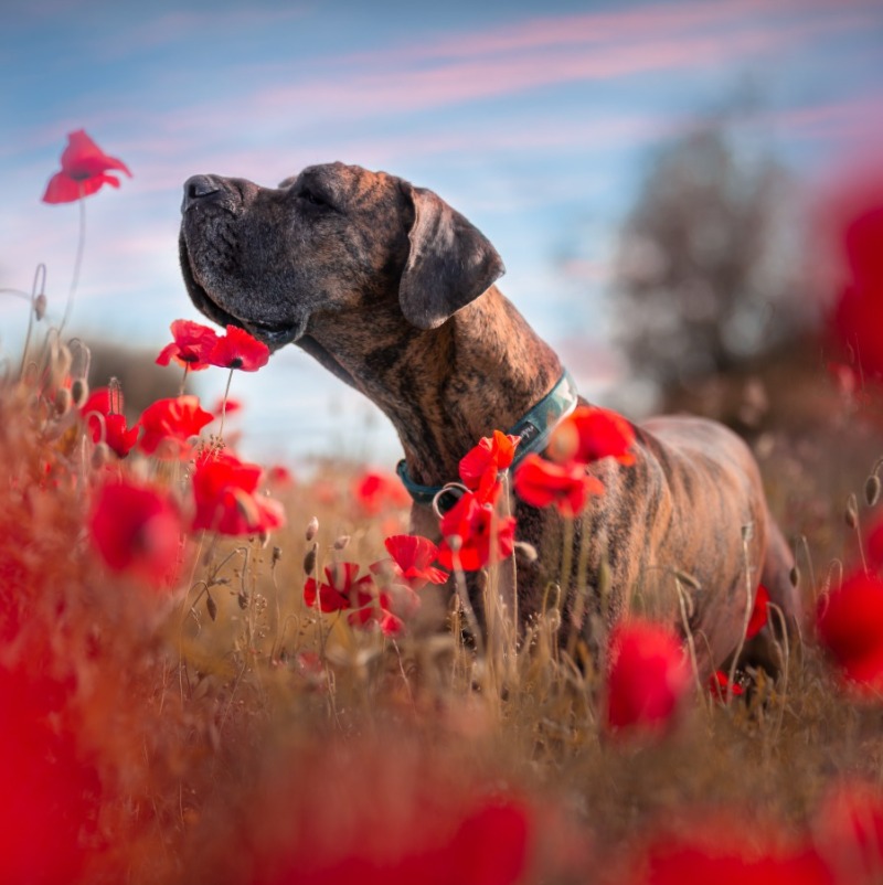 rewards based centred approach