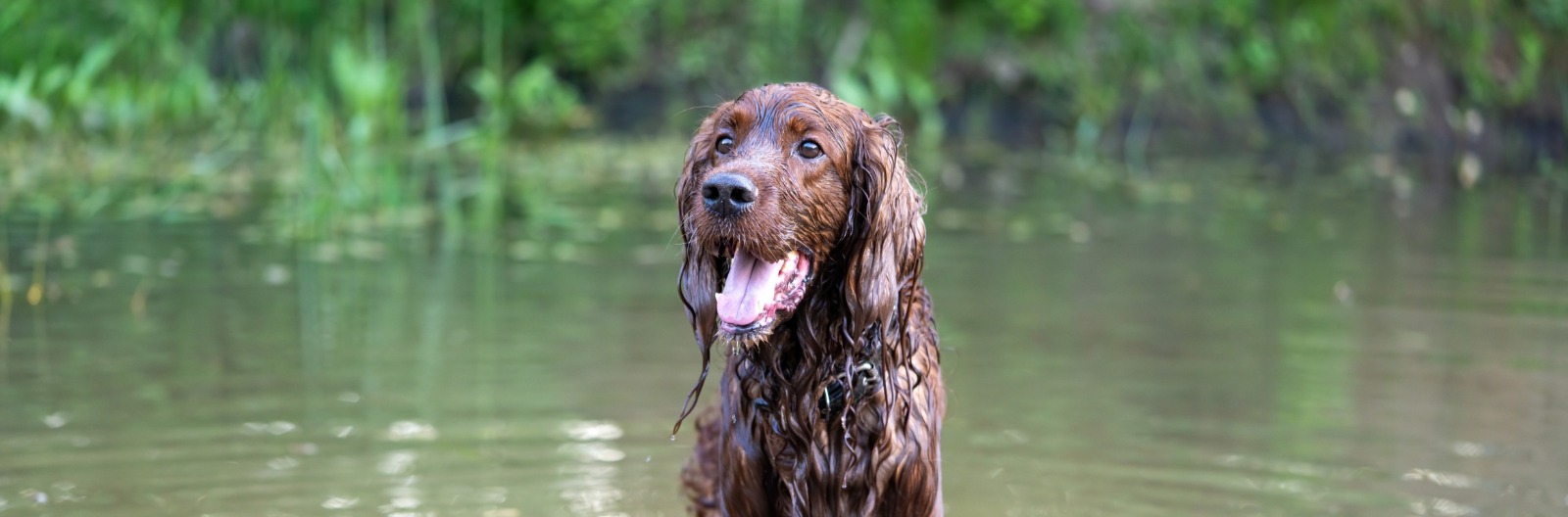 Why Use The Nose Knows?