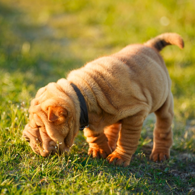 Dedicated to giving your dog the best possible experience