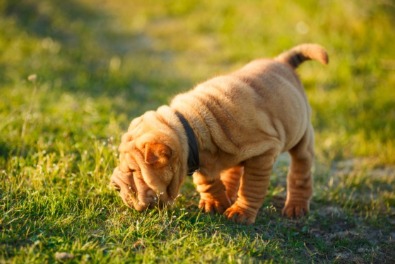 Ria's Sanctuary, Crystal therapy