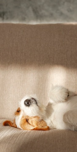 Dogs are life’s greatest treasures.