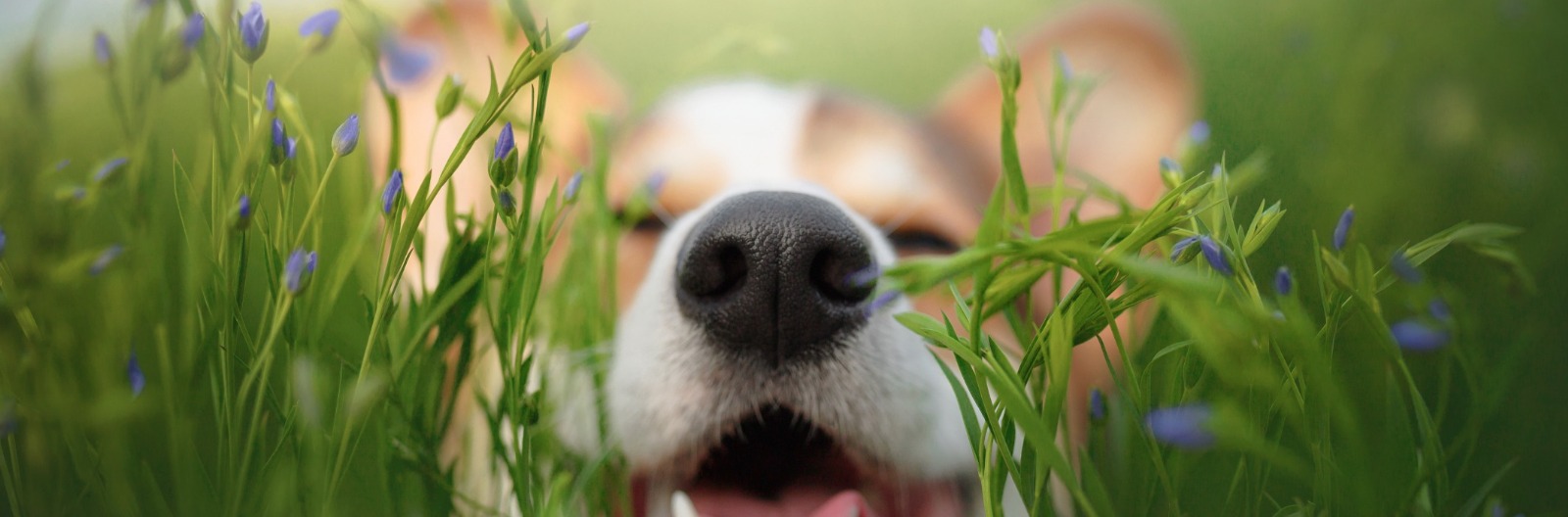 The Nose Knows, About